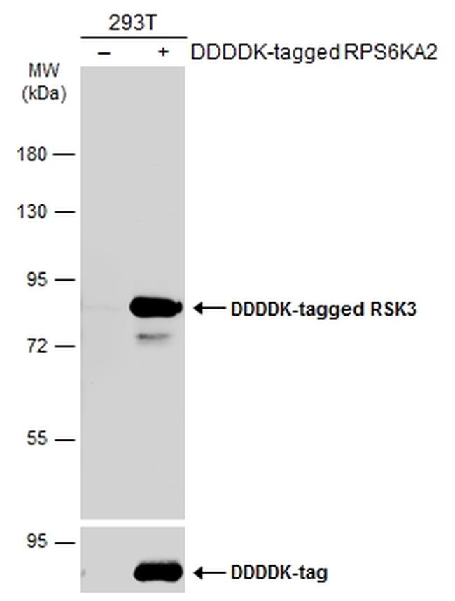 RSK3 Antibody in Western Blot (WB)
