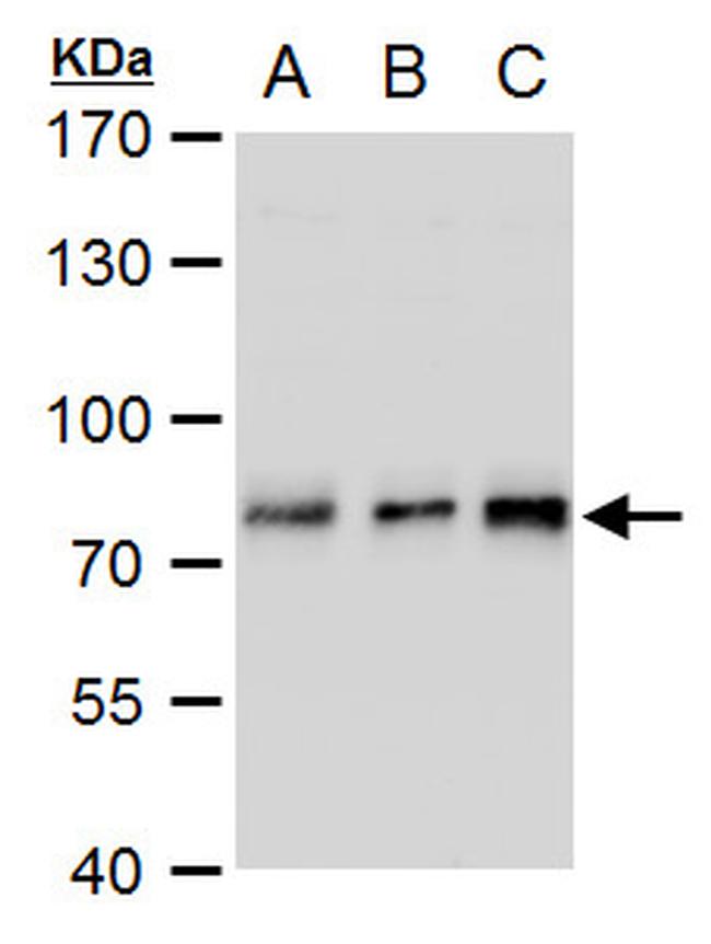 TCF3 Antibody in Western Blot (WB)