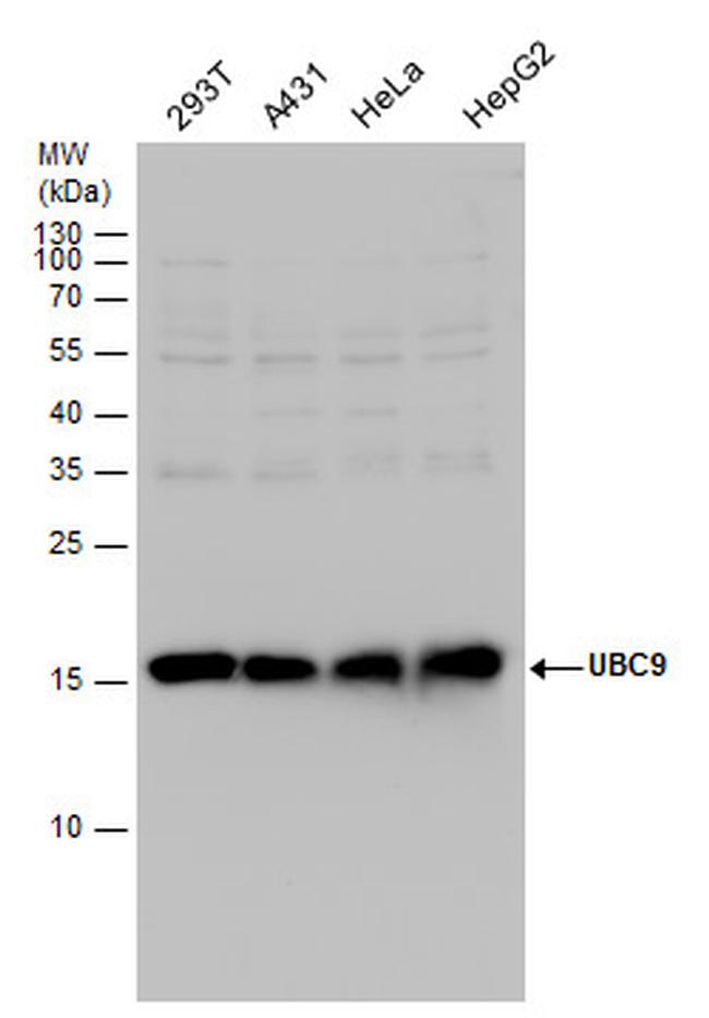 UBC9 Antibody in Western Blot (WB)