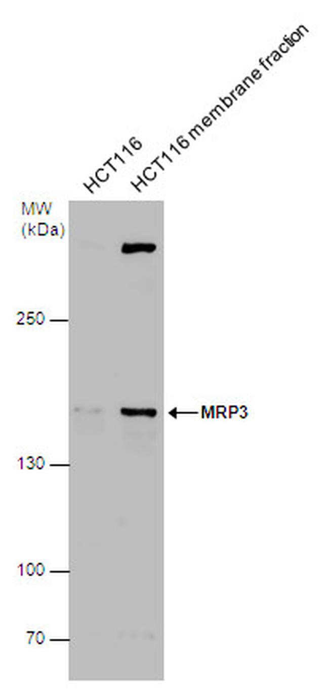 MRP3 Antibody in Western Blot (WB)
