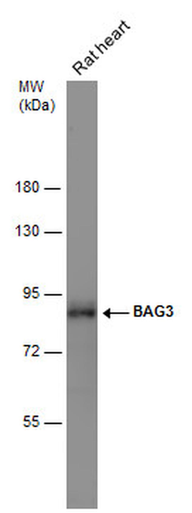 BAG3 Antibody in Western Blot (WB)