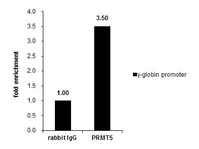 PRMT5 Antibody in ChIP Assay (ChIP)