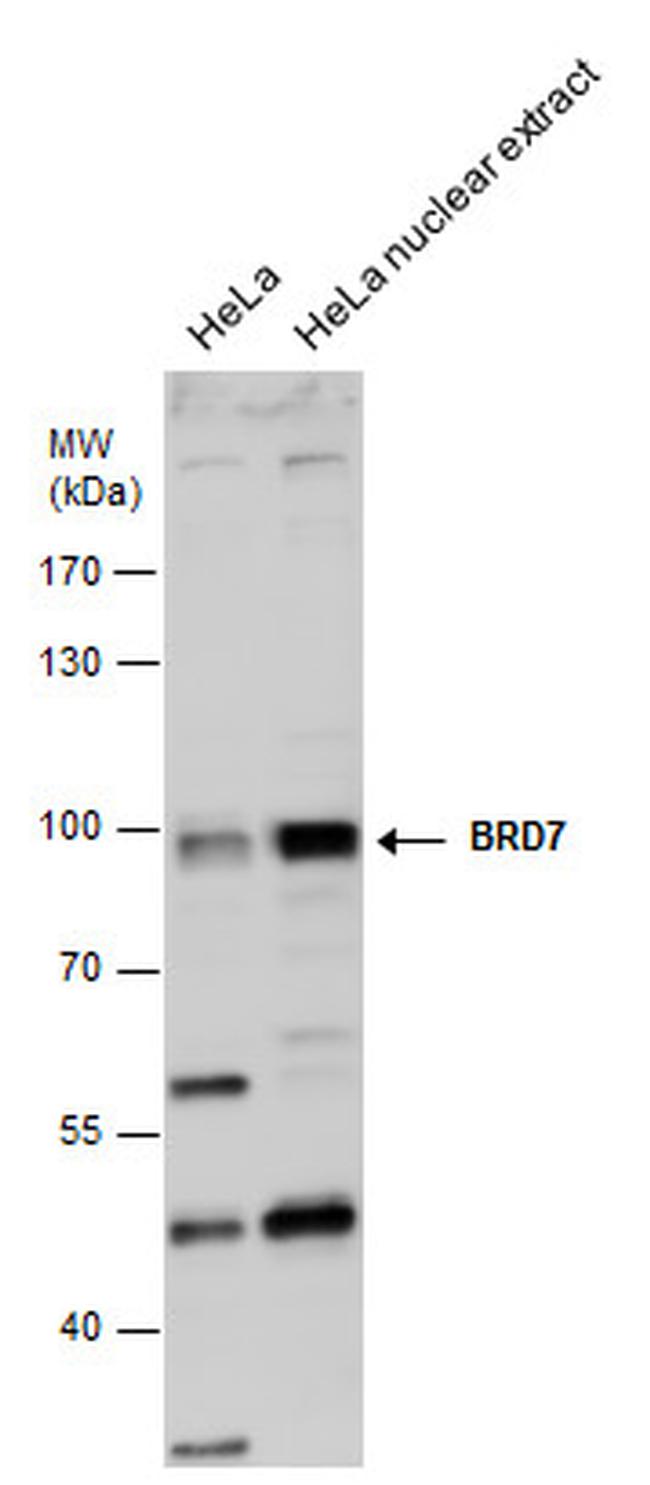 BRD7 Antibody in Western Blot (WB)