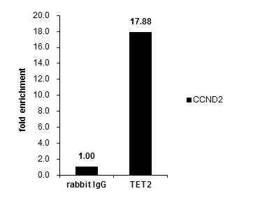 TET2 Antibody in ChIP Assay (ChIP)