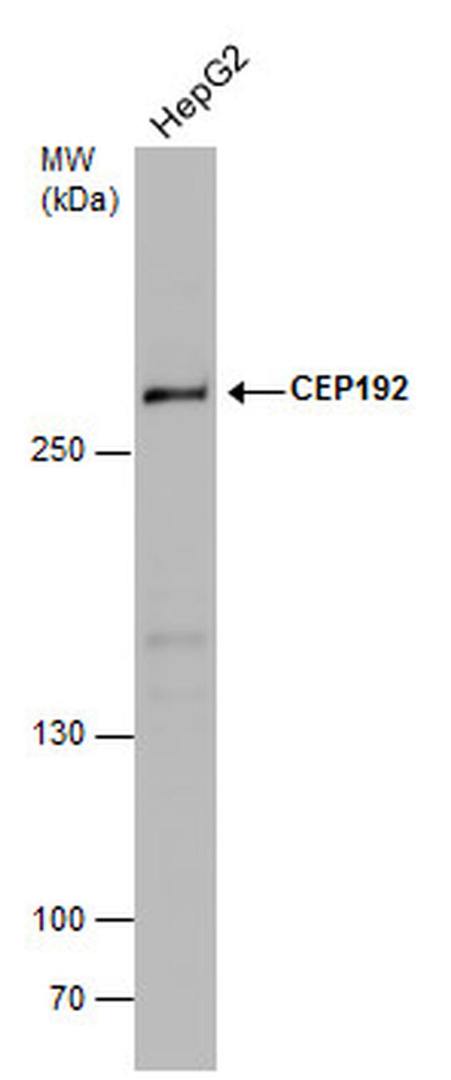 CEP192 Antibody in Western Blot (WB)