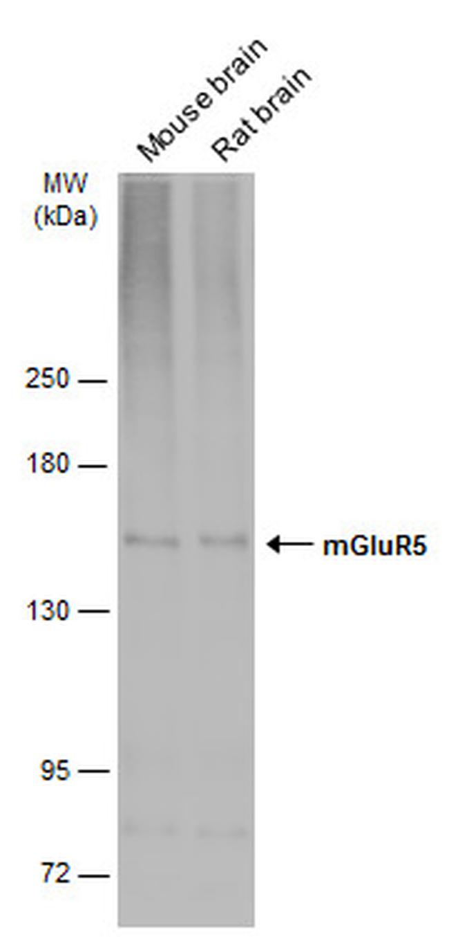mGluR5 Antibody in Western Blot (WB)