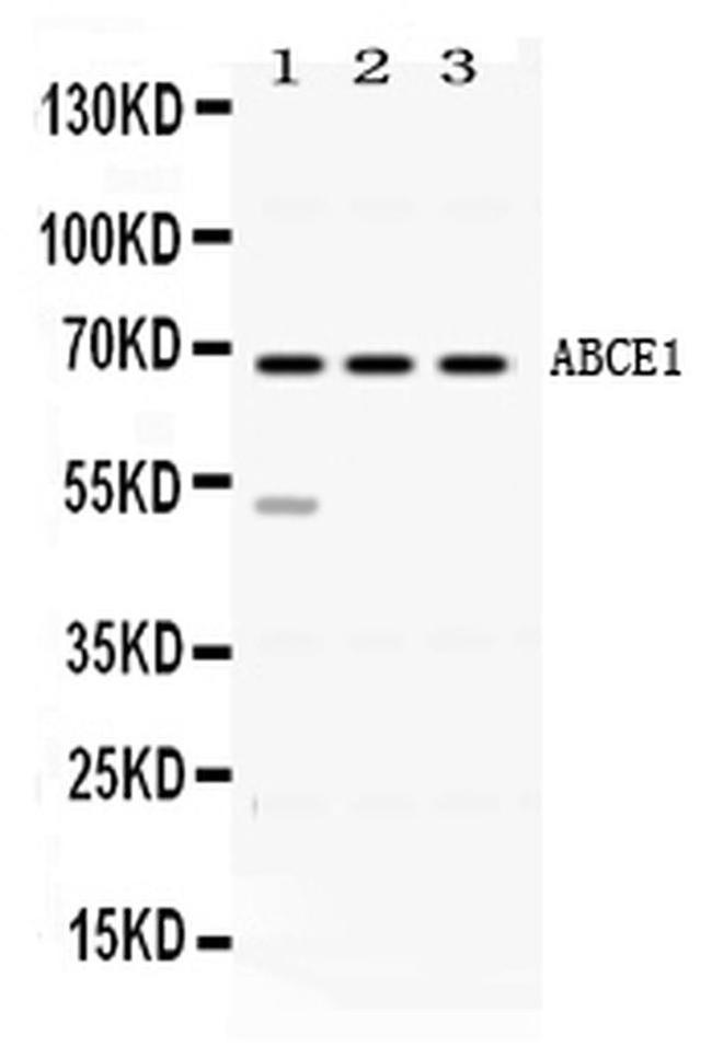 ABCE1 Antibody in Western Blot (WB)