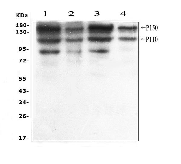 ADAR1 Antibody in Western Blot (WB)