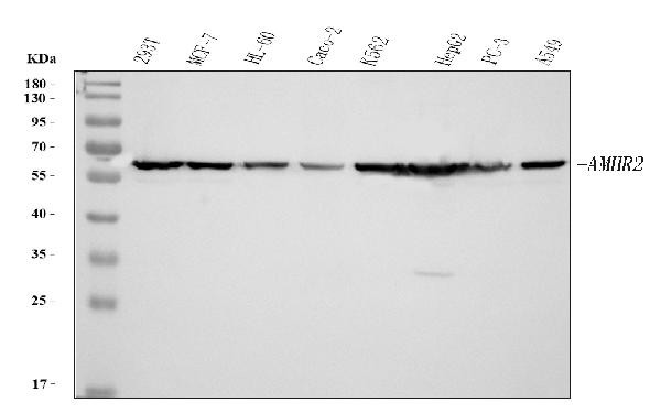 AMHR2 Antibody in Western Blot (WB)