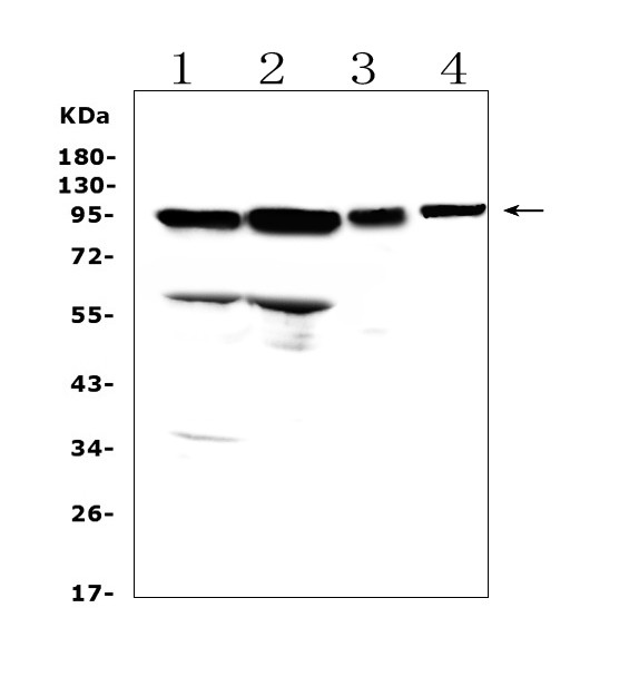 AMOTL2 Antibody in Western Blot (WB)