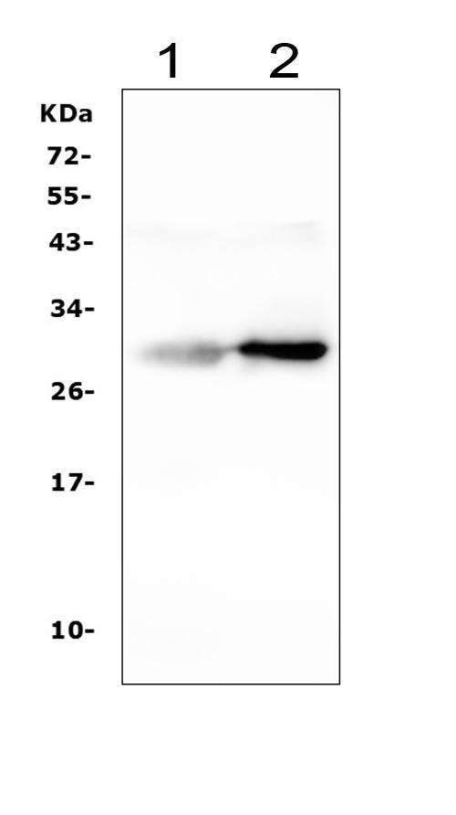 Serum Amyloid P Antibody in Western Blot (WB)