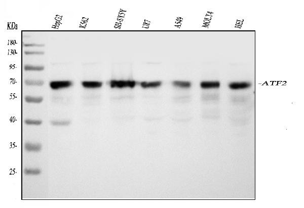 ATF2 Antibody in Western Blot (WB)