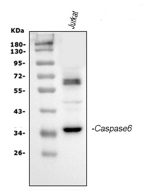 Caspase 6 p18 Antibody in Western Blot (WB)