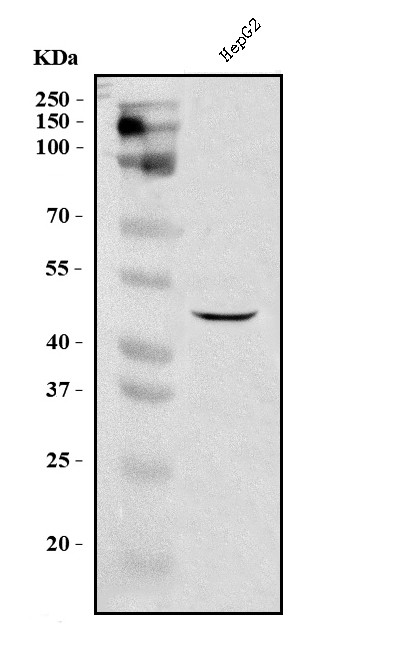 DC-SIGN (CD209) Antibody in Western Blot (WB)