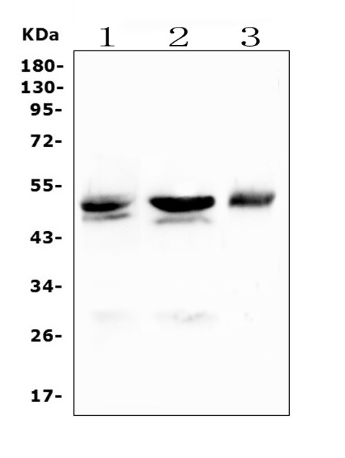 CD46 Antibody in Western Blot (WB)