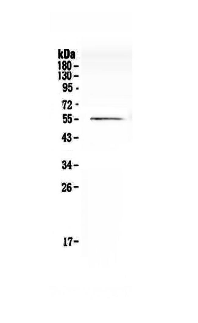 CDC20 Antibody in Western Blot (WB)