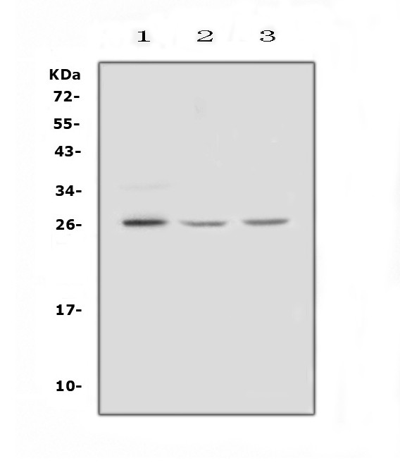 FGF9 Antibody in Western Blot (WB)