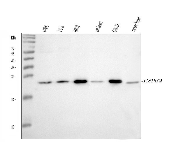 HSPB2 Antibody in Western Blot (WB)