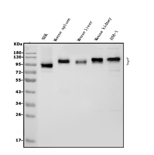 ICAM-1 (CD54) Antibody in Western Blot (WB)