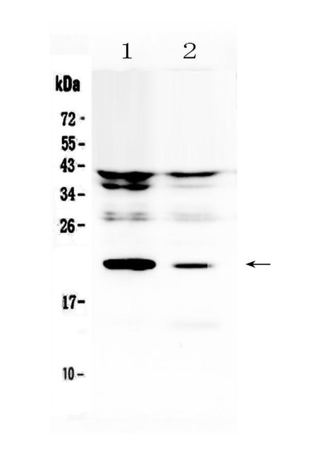 IL-11 Antibody in Western Blot (WB)