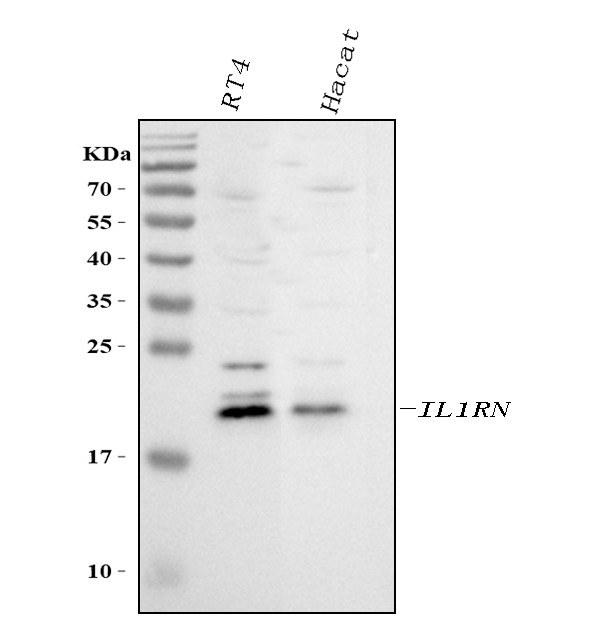 IL1RA Antibody in Western Blot (WB)