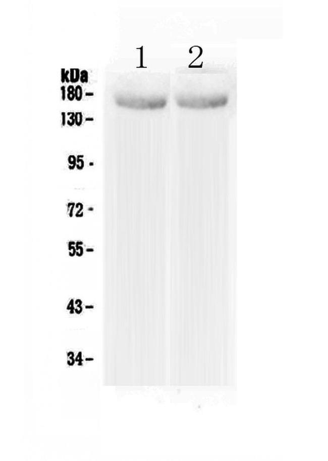 MED14 Antibody in Western Blot (WB)