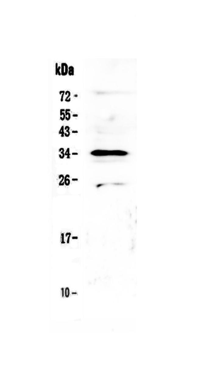 MED4 Antibody in Western Blot (WB)