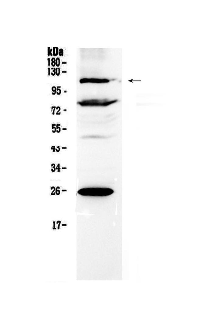 NFATC3 Antibody in Western Blot (WB)