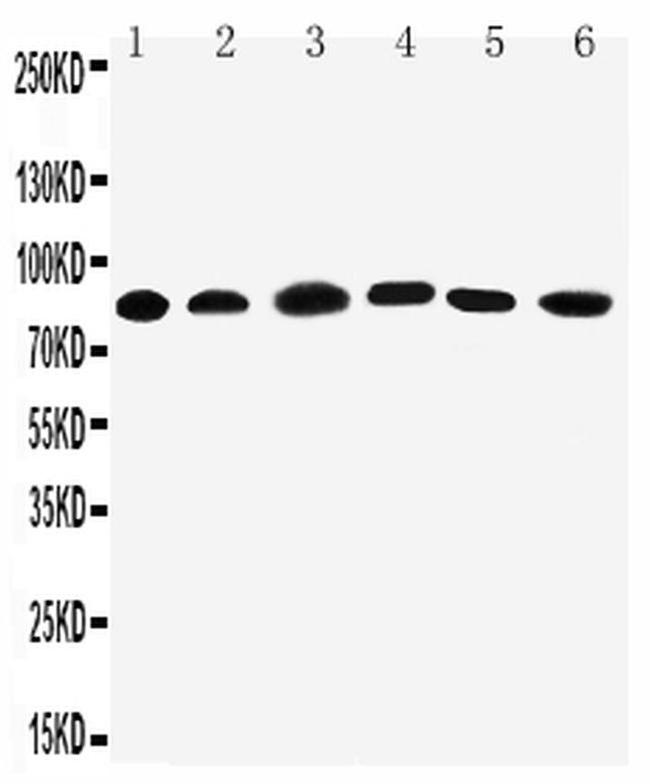 PC1/3 Antibody in Western Blot (WB)