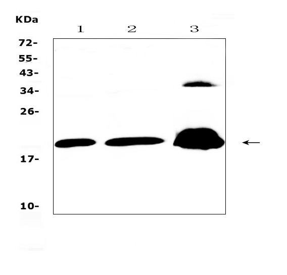 CPI-17 Antibody in Western Blot (WB)