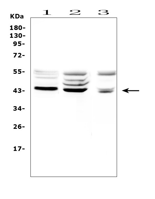 TSPAN12 Antibody in Western Blot (WB)