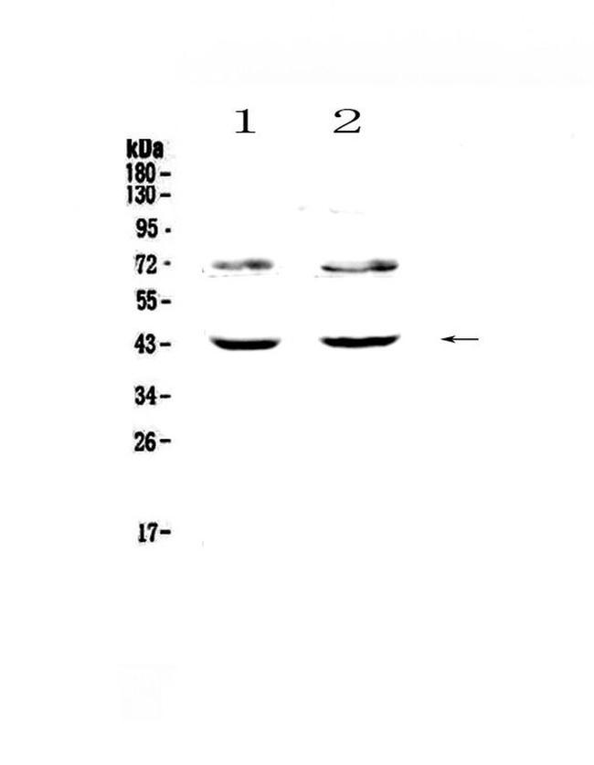 TSPAN12 Antibody in Western Blot (WB)