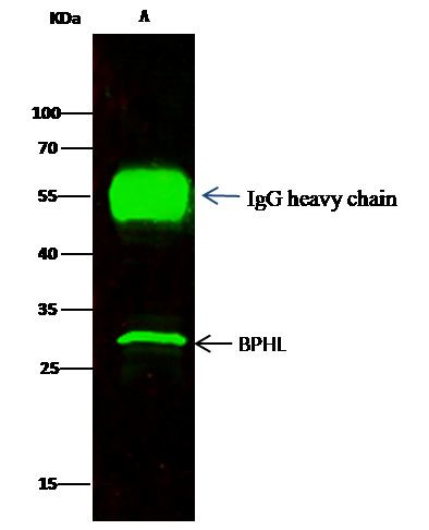BPHL Antibody in Immunoprecipitation (IP)