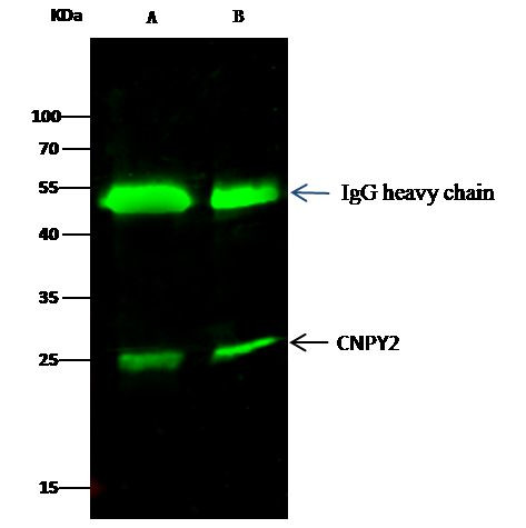CNPY2 Antibody in Immunoprecipitation (IP)