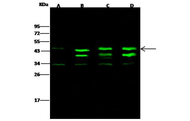 CK2 alpha-2 Antibody in Western Blot (WB)
