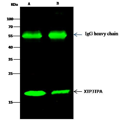 XTP3TPA Antibody in Immunoprecipitation (IP)