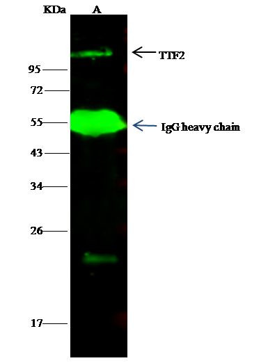 TTF2 Antibody in Immunoprecipitation (IP)
