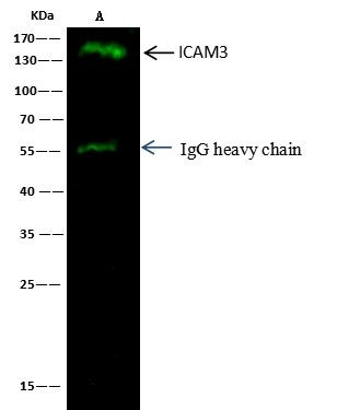 ICAM-3 Antibody in Immunoprecipitation (IP)