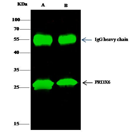PRDX6 Antibody in Immunoprecipitation (IP)