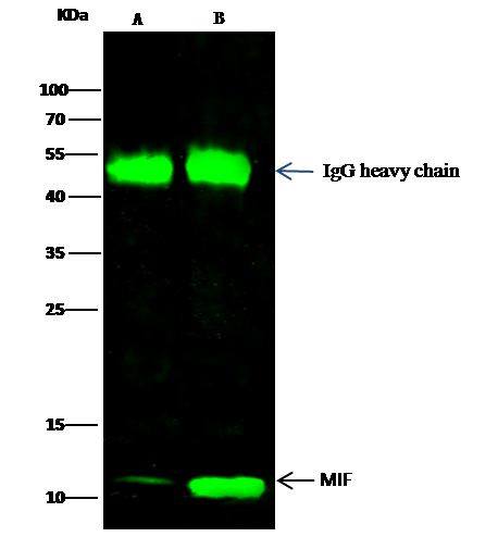 MIF Antibody in Immunoprecipitation (IP)