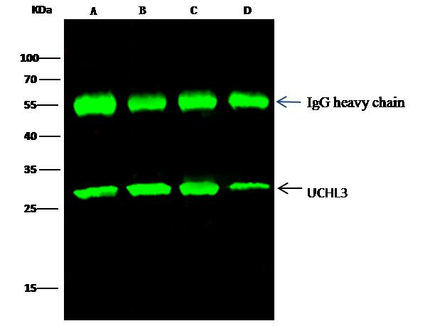 UCHL3 Antibody in Immunoprecipitation (IP)