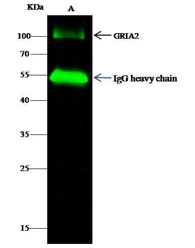 GluR2 Antibody in Immunoprecipitation (IP)