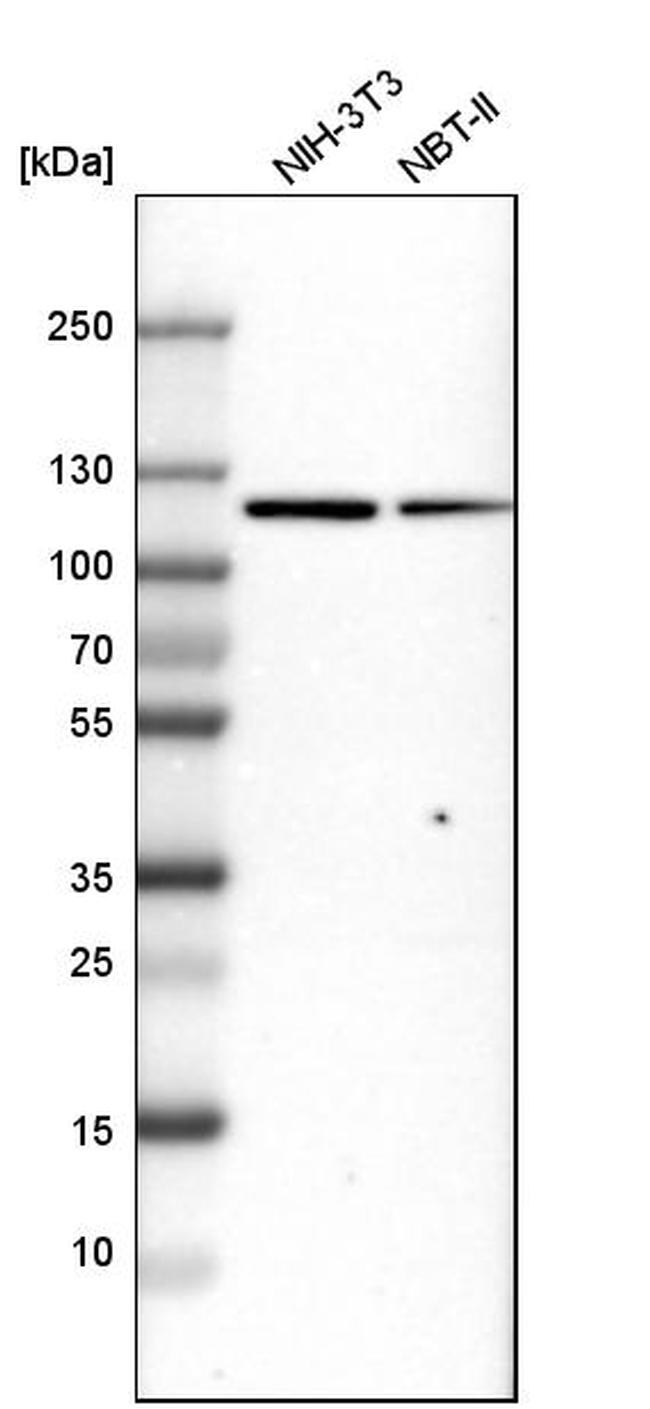 MTHFD1 Antibody in Western Blot (WB)