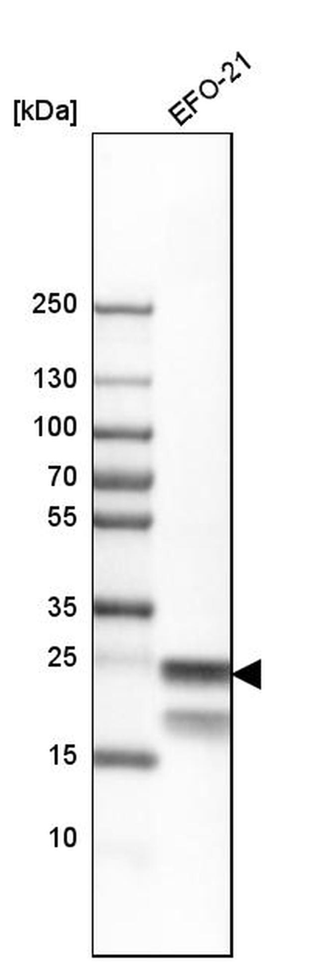 BAP31 Antibody in Western Blot (WB)