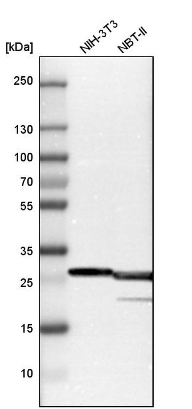 BAP31 Antibody in Western Blot (WB)