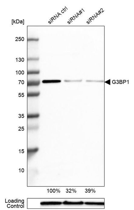 G3BP1 Antibody