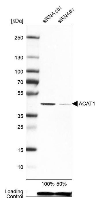 ACAT1 Antibody