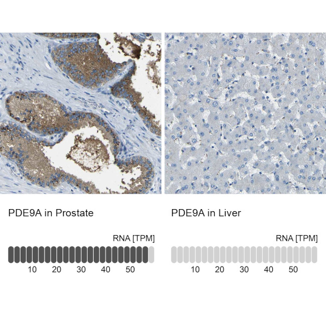 PDE9A Antibody in Immunohistochemistry (IHC)