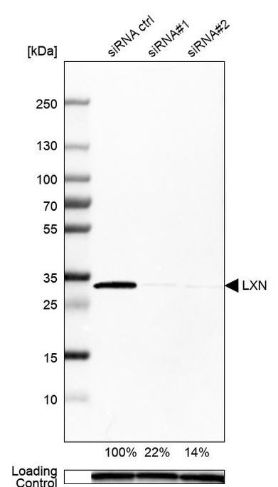 Latexin Antibody