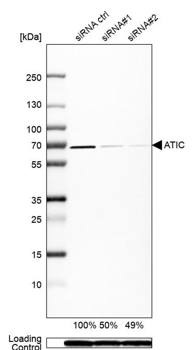 ATIC Antibody in Western Blot (WB)